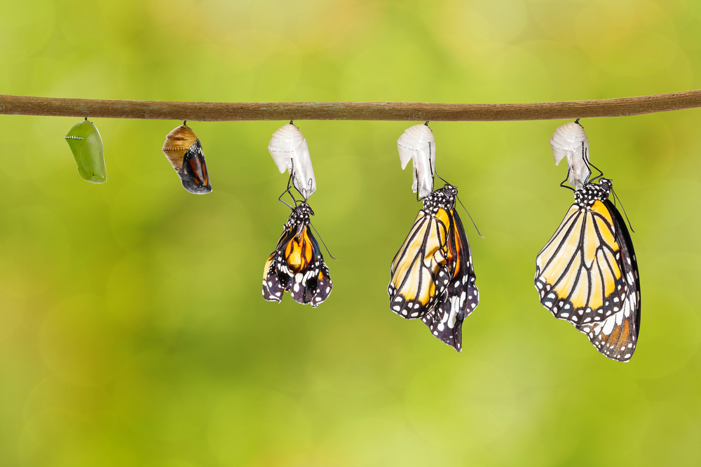 Metaphors for Trainee Trainers
