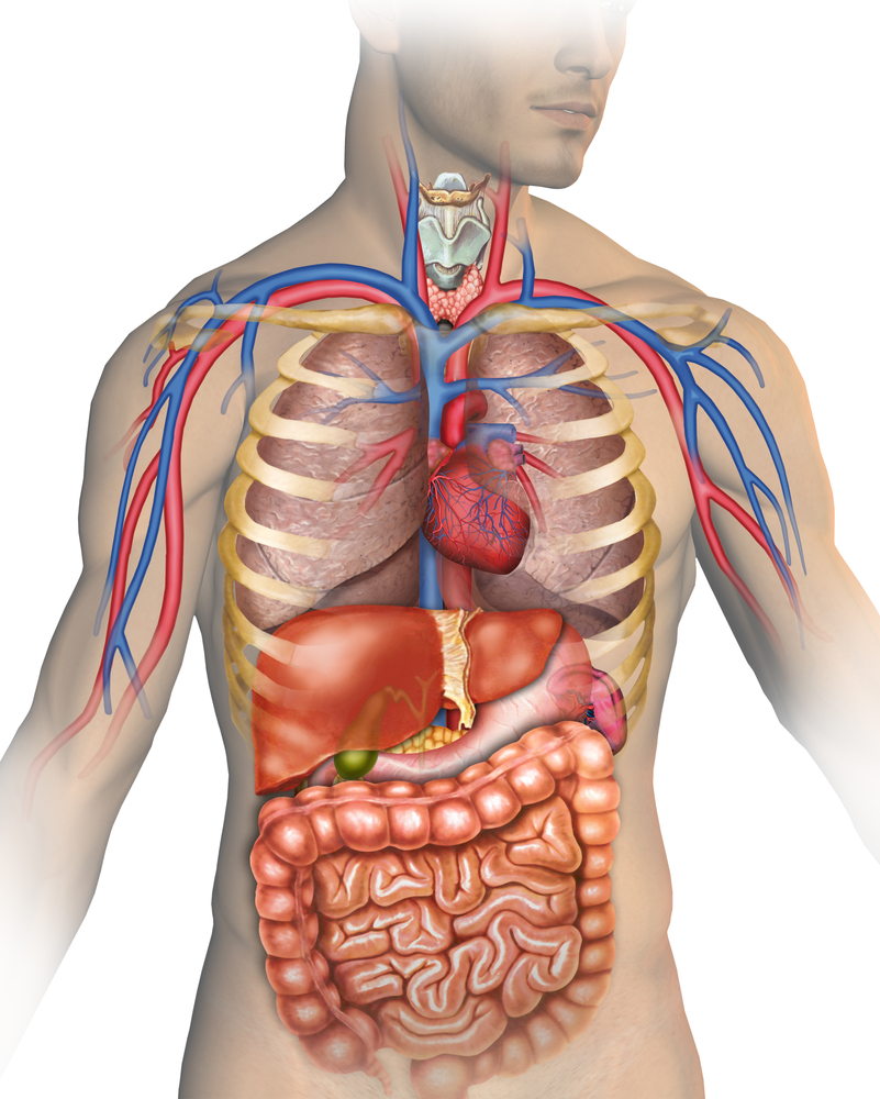 The complexities of the human body