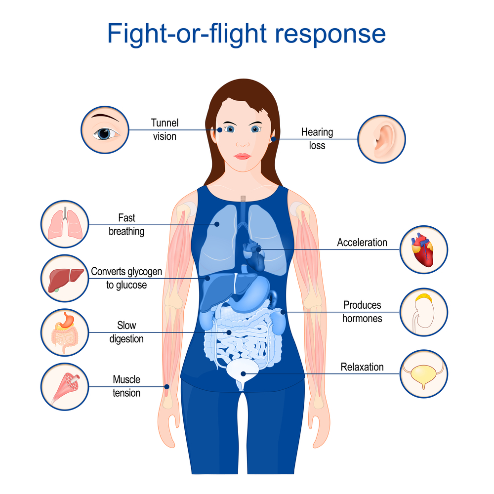 Fight Or Flight Fight Or Flight RZDNZ Fight Or Flight Fight Or Flight RZDNZ