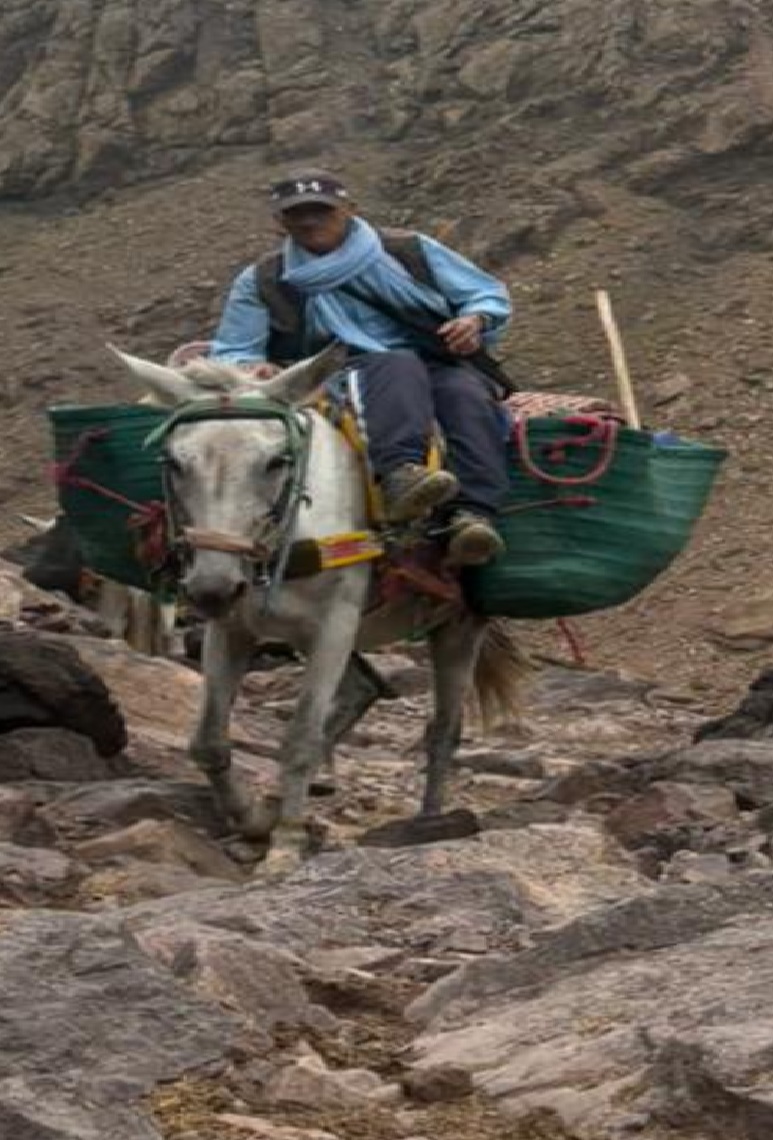 Mule and Rider